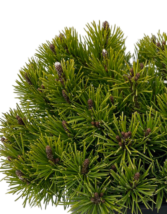 Pinus mugo 'Valley Cushion' 1 Gallon - The Garden Corner