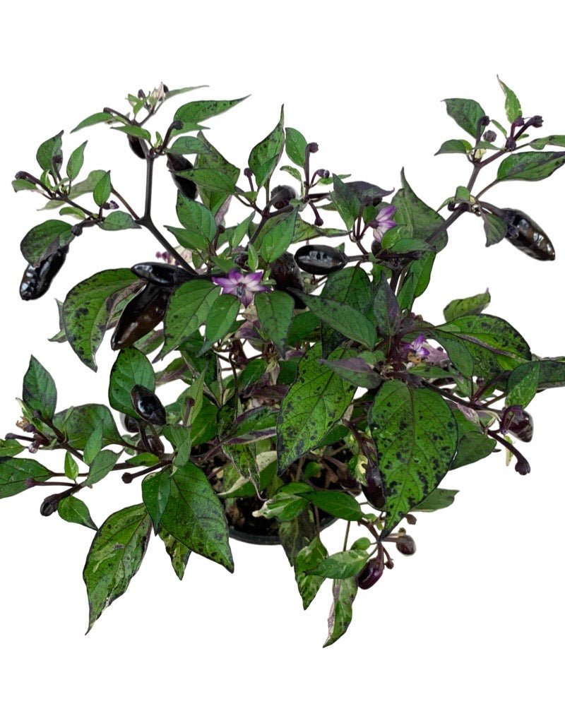 Capsicum annuum 'Calico' 4 Inch - The Garden Corner