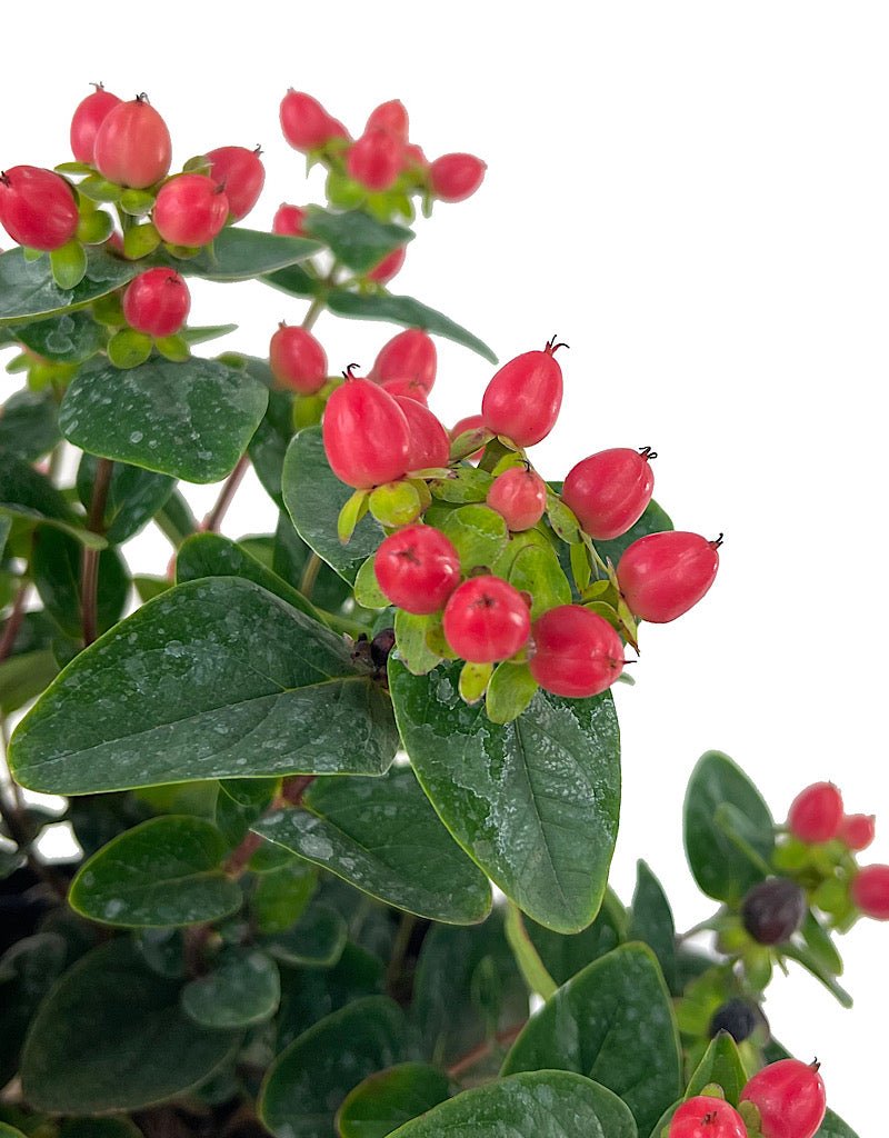 Hypericum 'Miracle Grandeur' 1 Gallon - The Garden Corner