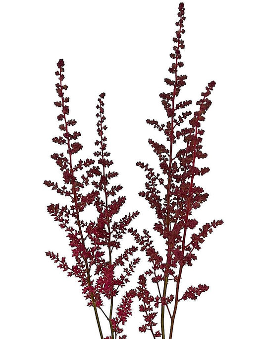 Astilbe 'Fanal' - The Garden Corner