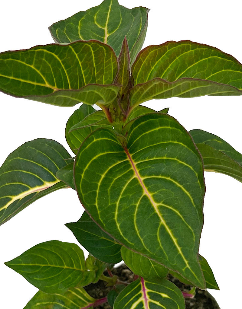 Iresine 'Blazin Lime' 4 Inch