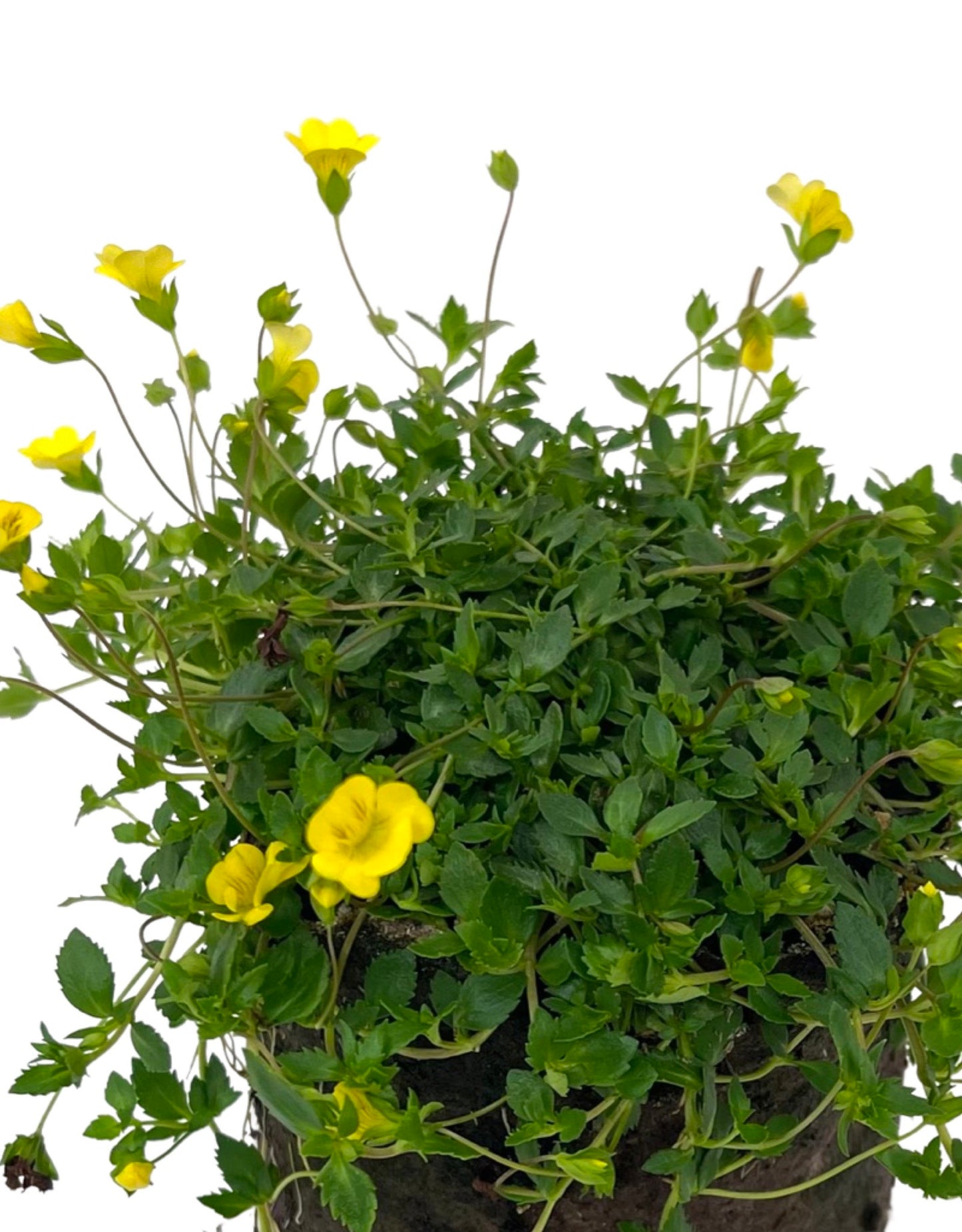 Mecardonia 'Gold Dust' - The Garden Corner