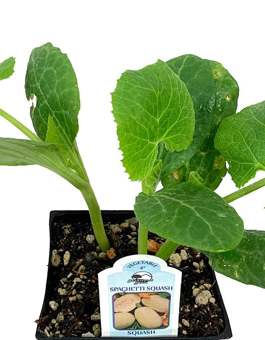 Squash 'Spaghetti' 4 Inch - The Garden Corner