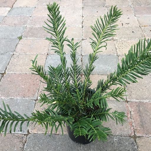 Cephalotaxus harringtonia 'Duke's Gardens' 1 Gallon - Shrubs