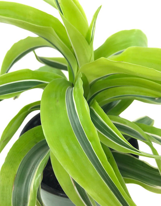 Dracaena 'Lemon Surprise' 4 inch - The Garden Corner