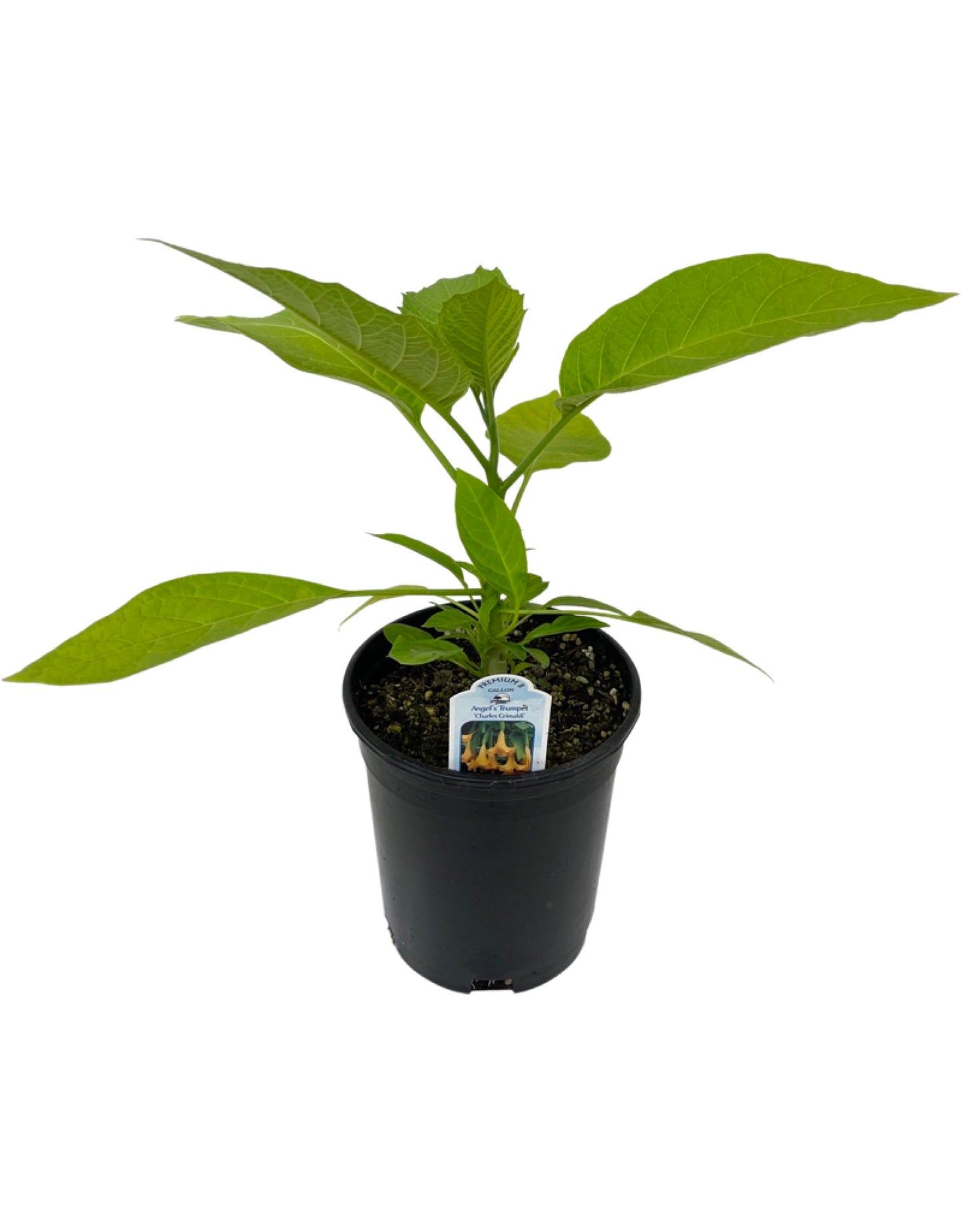 Brugmansia x cubensis 'Charles Grimaldi'