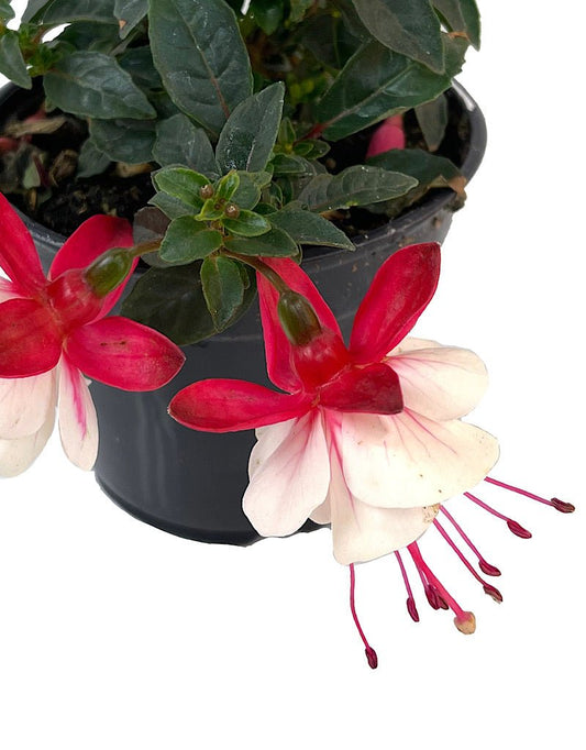 Fuchsia 'Aretes Arroyo Grande' 4 Inch - The Garden Corner