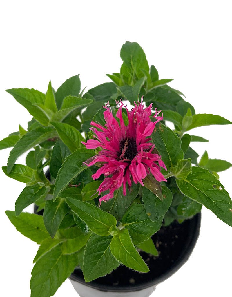 Monarda 'Cranberry Lace 1 Gallon - The Garden Corner