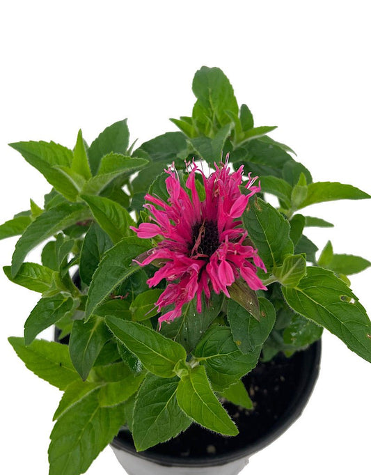 Monarda 'Cranberry Lace 1 Gallon - The Garden Corner