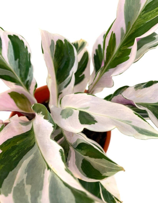 Calathea lietzei 'White Fusion' Quart - The Garden Corner