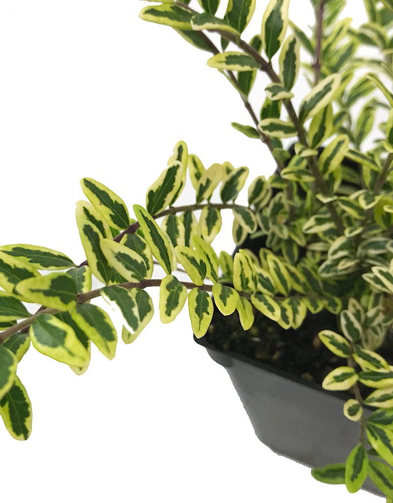 Lonicera nitida 'Lemon Beauty' 4 inch