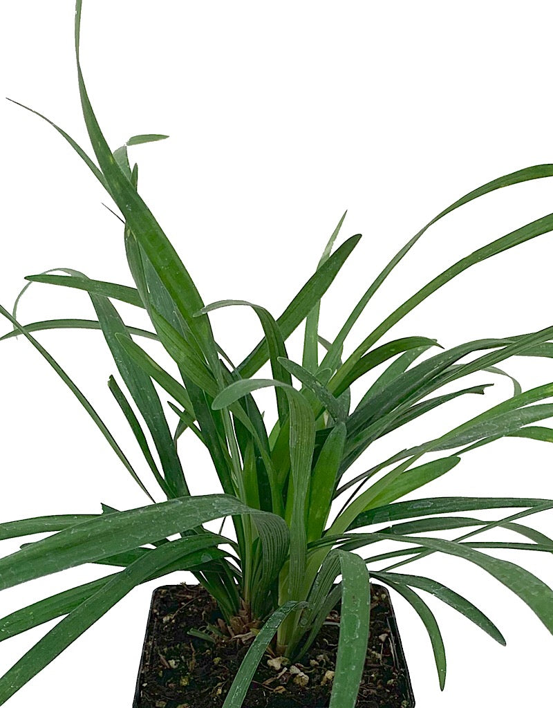Liriope muscari 'Big Blue' 4 inch