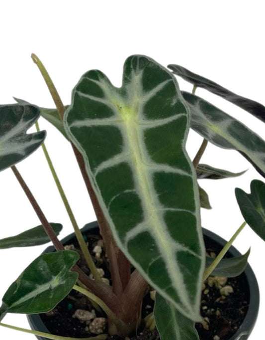Alocasia 'Bambino' Quart - The Garden Corner