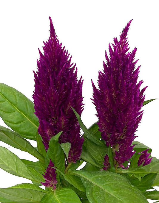 Celosia 'First Flame Purple' 1 Gallon - The Garden Corner