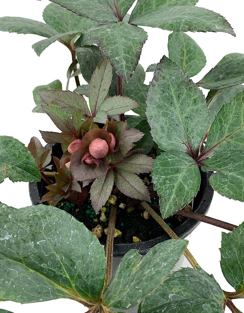 Helleborus 'Pink Frost' - The Garden Corner