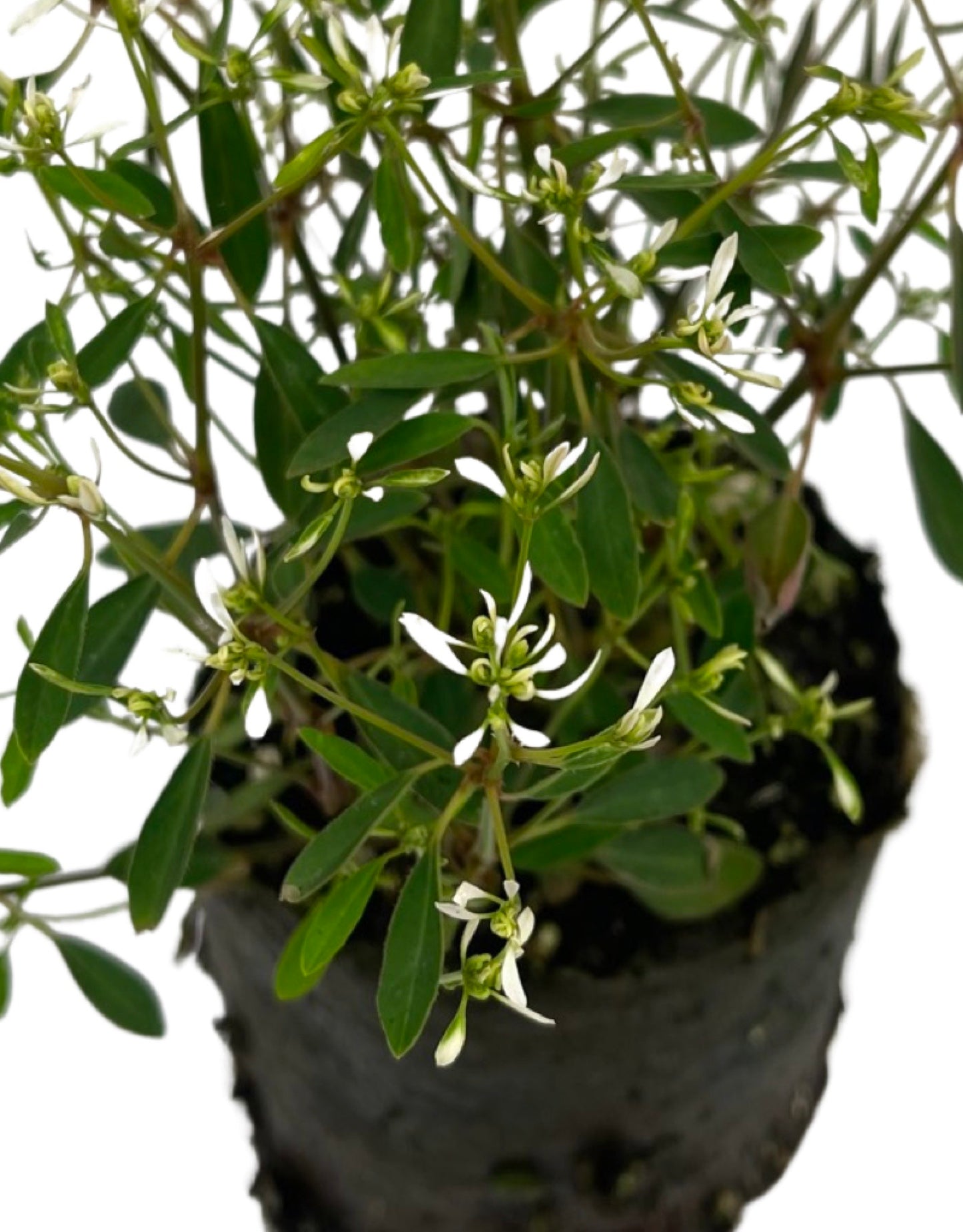 Euphorbia 'Stardust Super Flash' 4 Inch