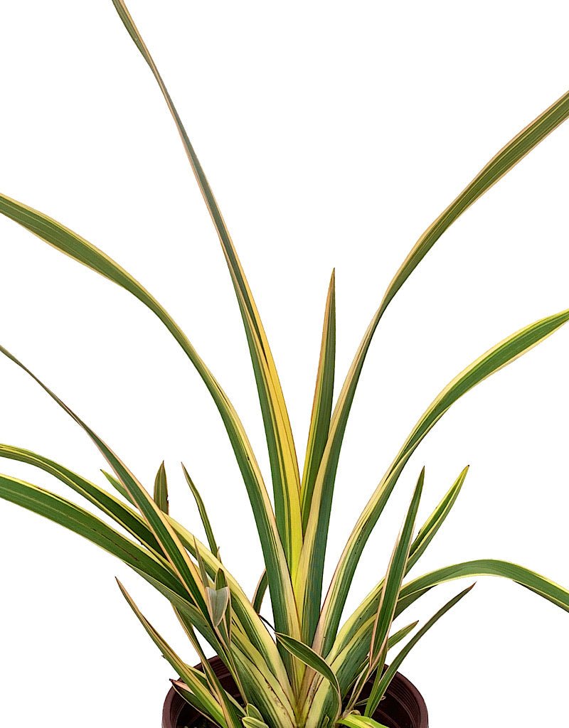 Phormium 'Wings of Gold' - The Garden Corner