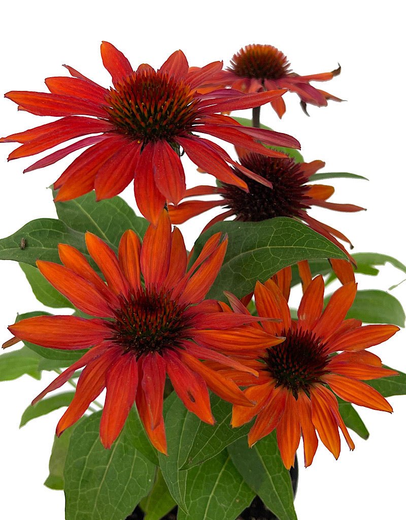 Echinacea 'Sombrero Sangrita' Quart - The Garden Corner