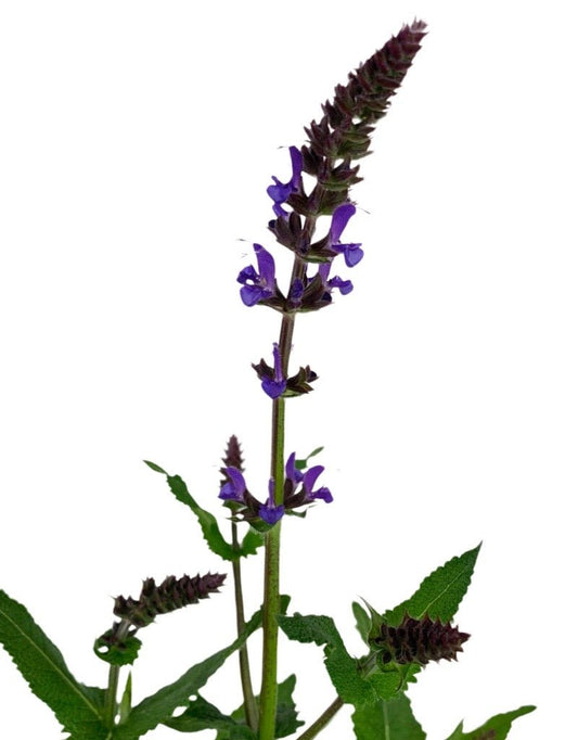 Salvia nemorosa 'Blue by You' - The Garden Corner