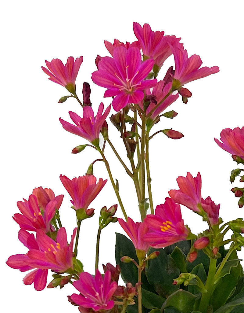 Lewisia 'Constant Fuchsia' Quart