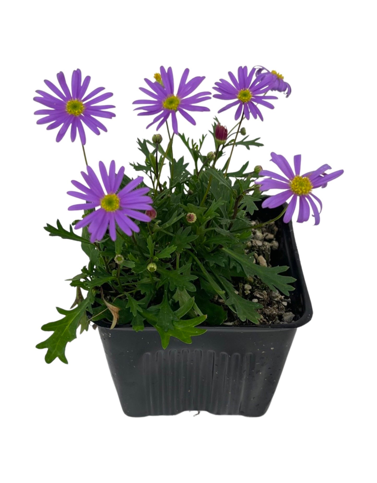 Brachyscome 'Brasco Violet'