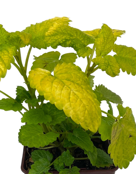 Melissa officinalis €˜All Gold 4 Inch - The Garden Corner