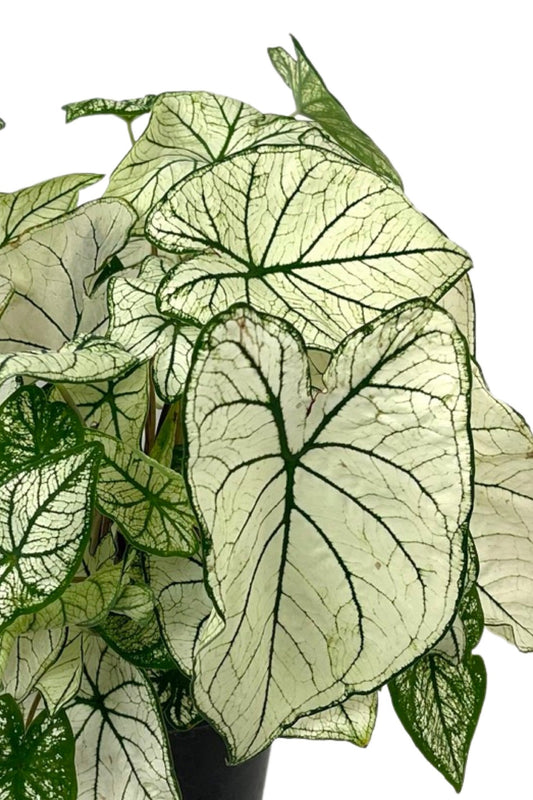Caladium 'Allure' 1 Gallon - The Garden Corner