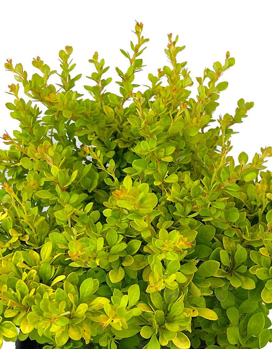 Berberis thunbergii 'Sunsation' 1 Gallon - The Garden Corner