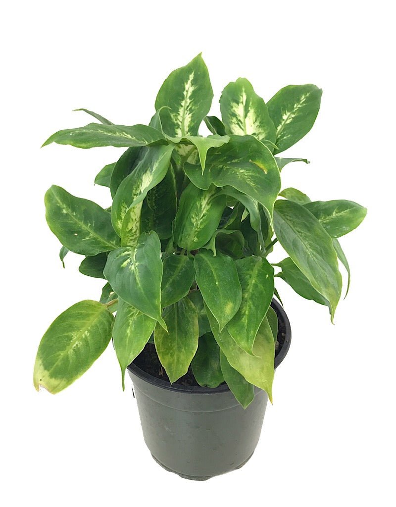dieffenbachia compacta size Dieffenbachia 'Perfecta Compacta' – The Garden Corner