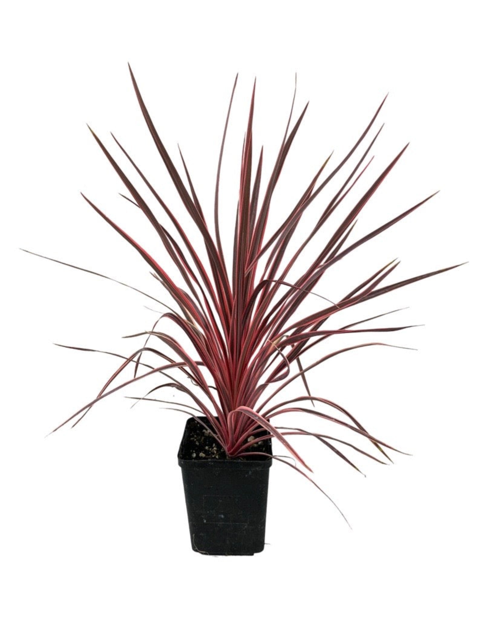 dracaena charlie Cordyline 'Charlie Boy' – The Garden Corner