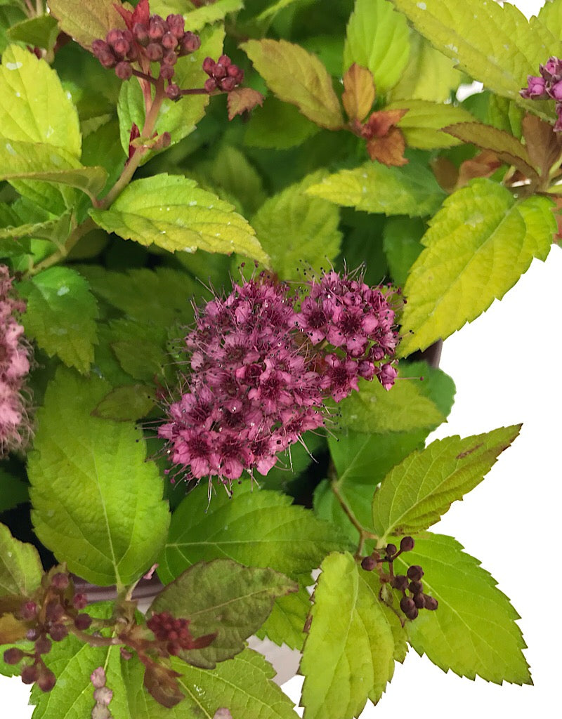 Spiraea japonica 'Magic Carpet'