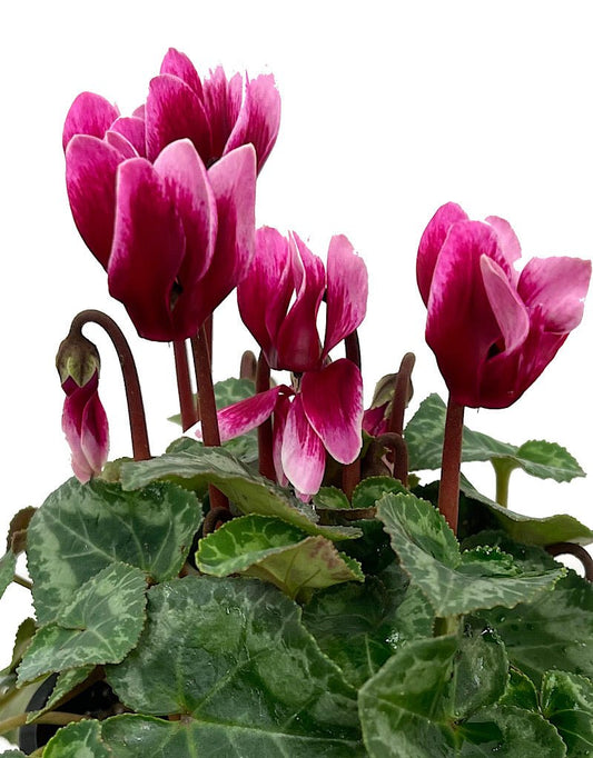 Cyclamen 'Melody Outdoor Shine Wine' 4 inch - The Garden Corner