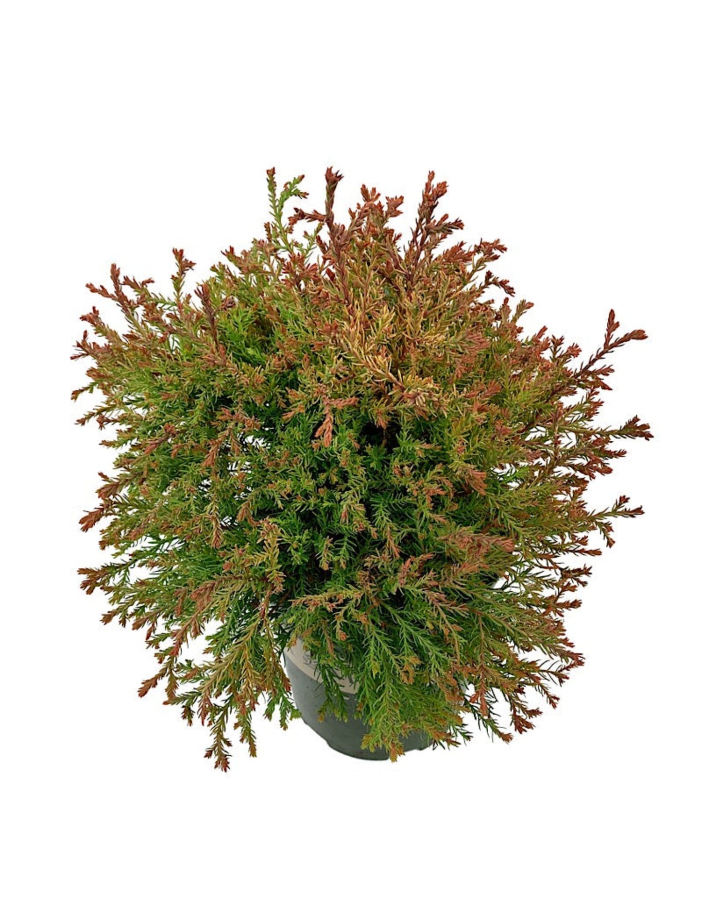 Thuja occidentalis 'Fire Chief' - Shrubs