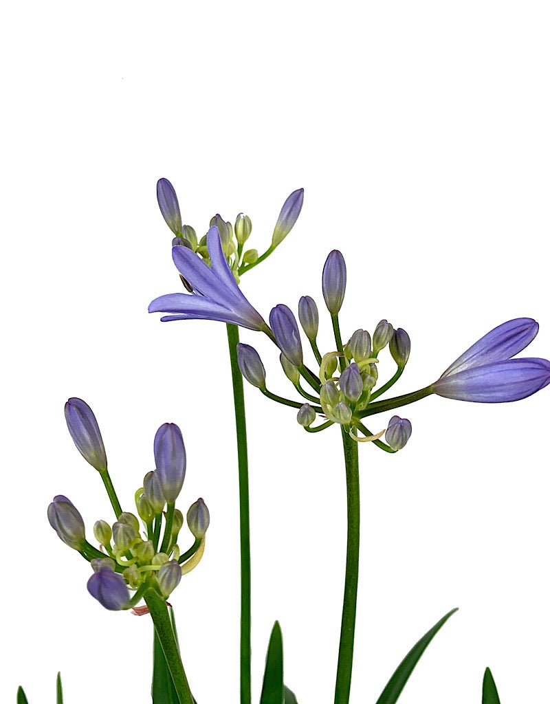 Agapanthus praecox orientalis 'Baby Pete' 1 Gallon - The Garden Corner