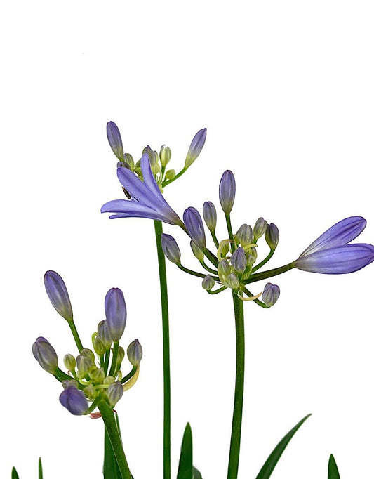 Agapanthus praecox orientalis 'Baby Pete' 1 Gallon - The Garden Corner