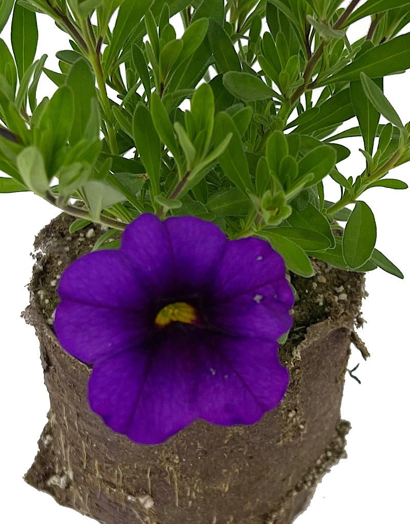 Calibrachoa 'Bloomtastic Purple' - The Garden Corner