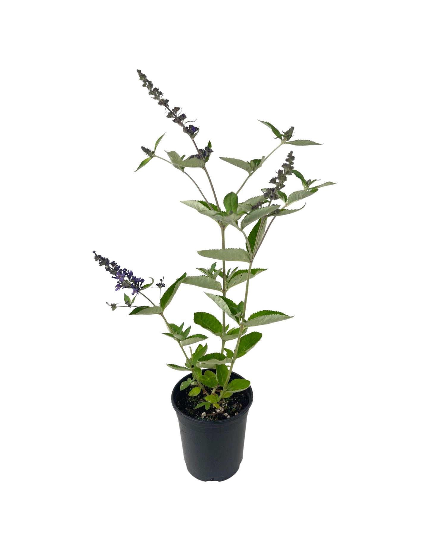 Buddleia 'Flutterby Petite Blue Heaven'