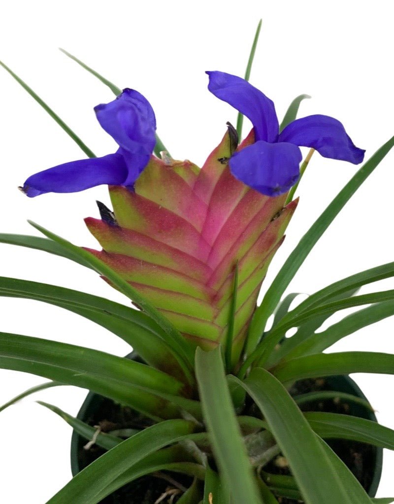 Tillandsia cyanea 'Pink Quill' - The Garden Corner