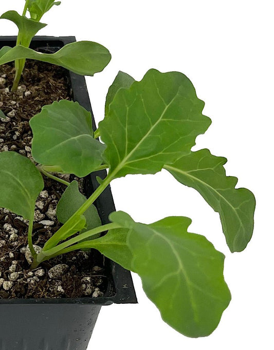 Broccoli 'Spring Blend' Jumbo Traypack - The Garden Corner