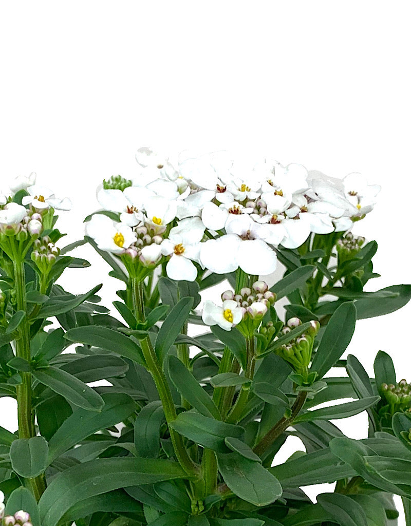 Iberis sempervirens 'Masterpiece'