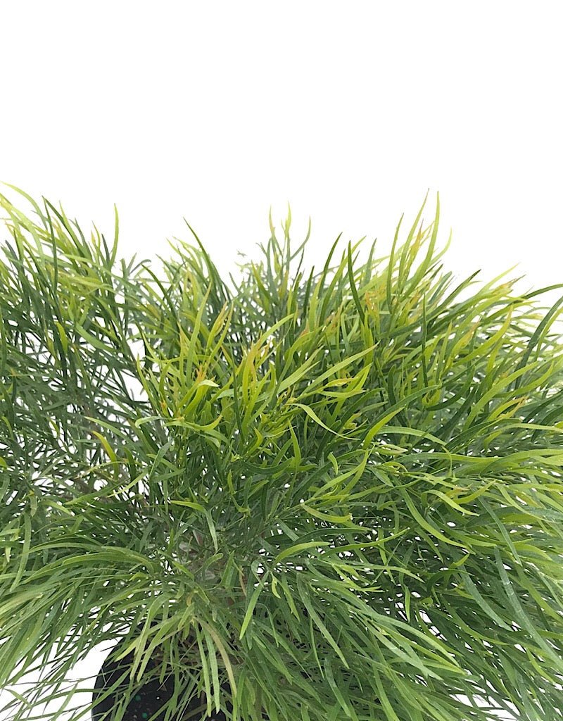 Acacia cognata 'Cousin ltt' 1 Gallon - The Garden Corner