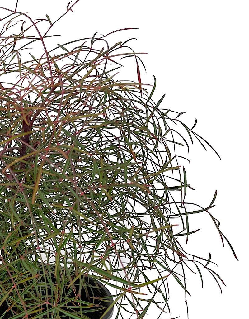 Nandina domestica 'Chime' 2 Gallon - The Garden Corner