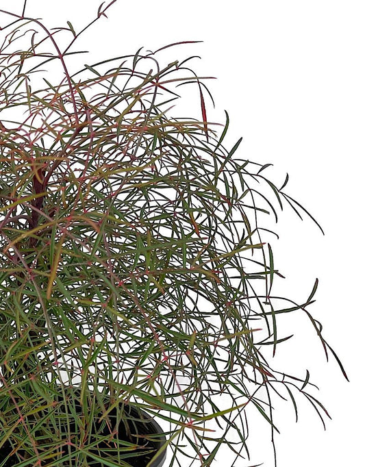 Nandina domestica 'Chime' 2 Gallon - The Garden Corner