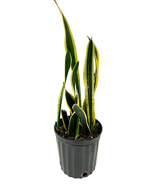 Sansevieria 'Variegated' - The Garden Corner