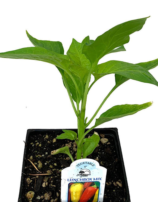 Pepper 'Lunchbox Mix' - The Garden Corner