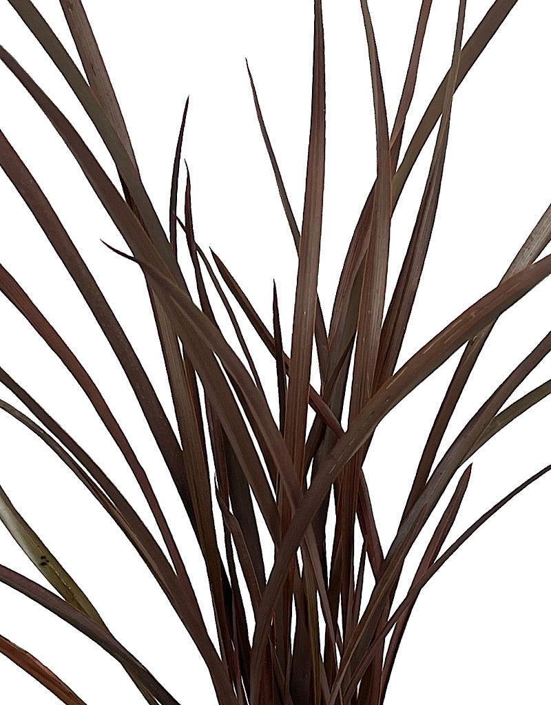 Phormium 'Amazing Red'