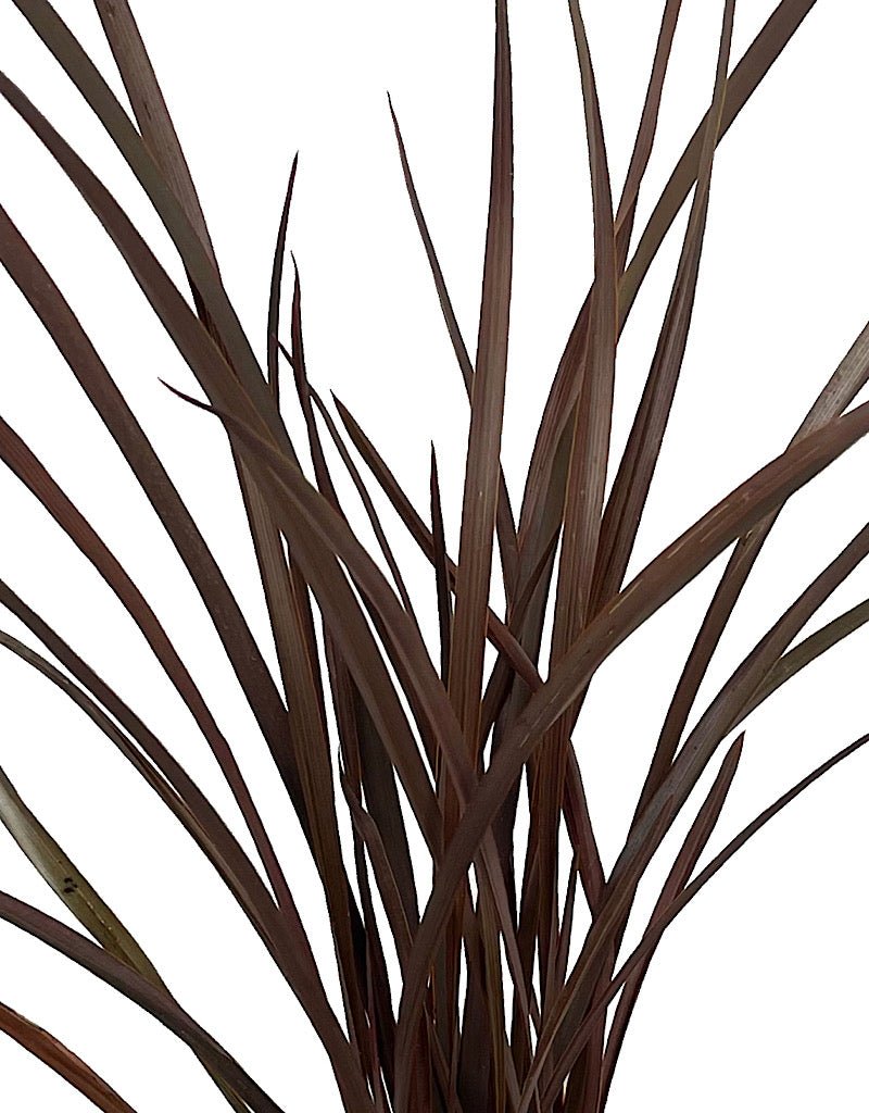 Phormium 'Amazing Red' - The Garden Corner