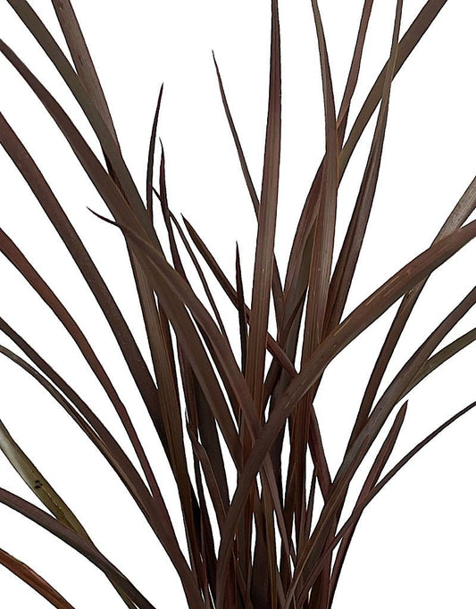 Phormium 'Amazing Red' - The Garden Corner