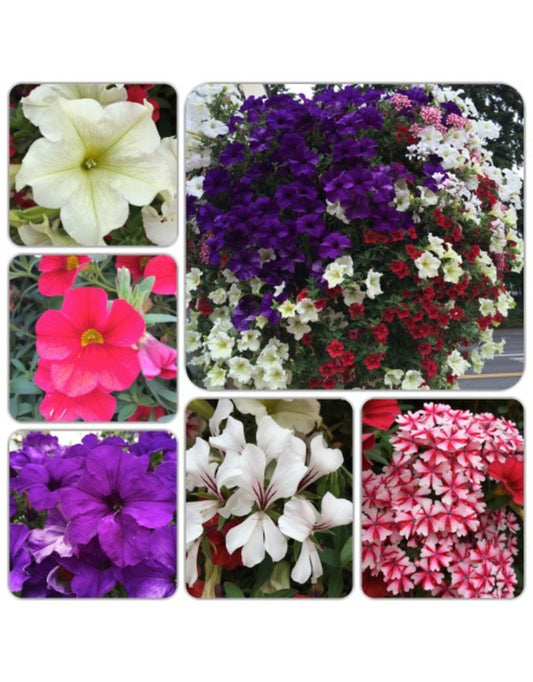 Passion Basket Year Round Subscription - The Garden Corner