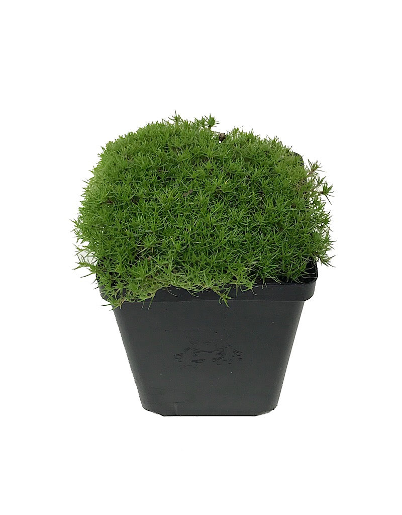 Scleranthus uniflorus 4 inch